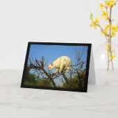 Carte Chaton blanc sur un amandier (Fleur jaune)