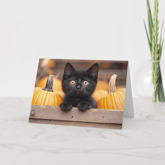 Carte Chaton dans une plantation de citrouilles (Devant)