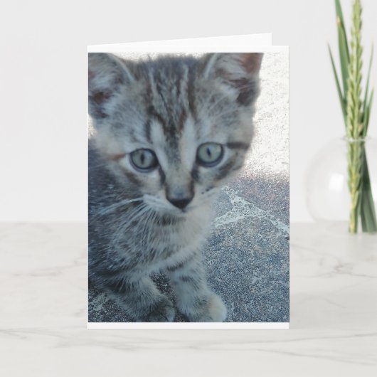 Carte Chaton gris. (Devant)