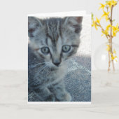 Carte Chaton gris. (Fleur jaune)