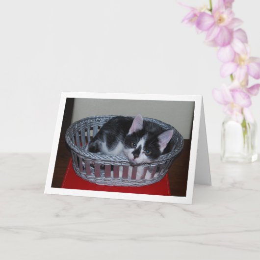 Carte Chaton noir et blanc dans le panier (Orchidée)