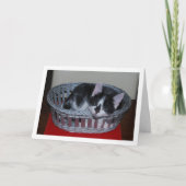 Carte Chaton noir et blanc dans le panier (Devant)