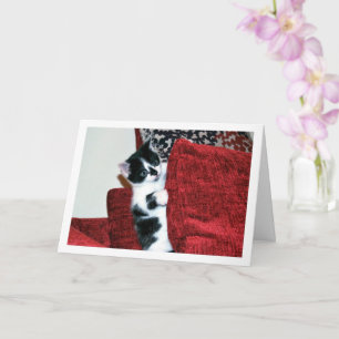 Carte Chaton noir et blanc sur coussins
