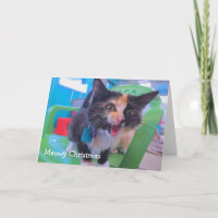 Chaton pleurant