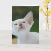 Carte Chaton siamois blanc (Fleur jaune)