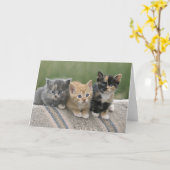 Carte Chatons de grange sur une couverture de cheval (Fleur jaune)