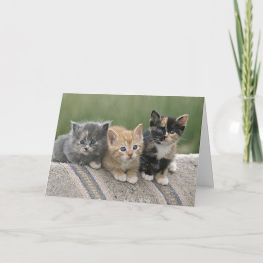 Carte Chatons de grange sur une couverture de cheval (Devant)