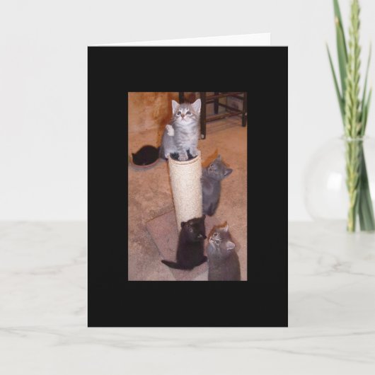 Carte Chatons Jouer (Devant)