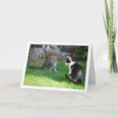 Carte Chatons sur l'herbe (Devant)