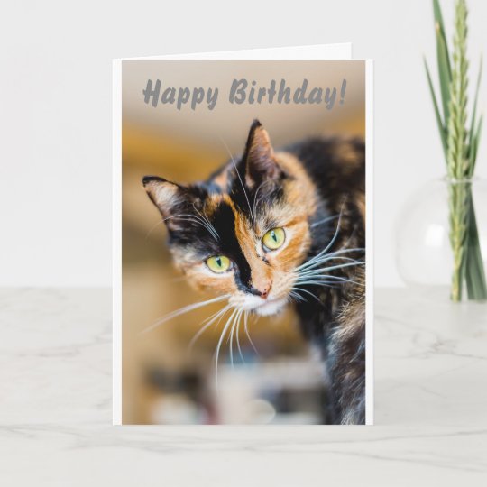 Carte Chats 1 Joyeux Anniversaire Zazzle Be