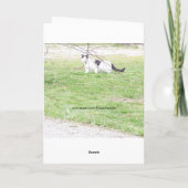 Carte Chats, Anniversaire (Dos)