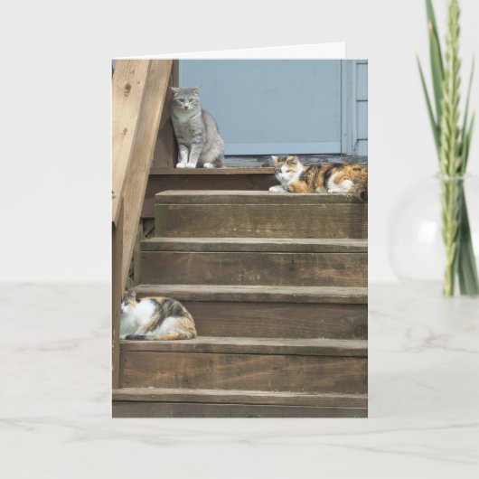 Carte Chats, Anniversaire (Devant)