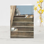 Carte Chats, Anniversaire (Fleur jaune)