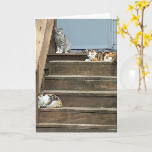 Carte Chats, Anniversaire (Fleur jaune)