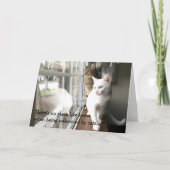 Carte Chats assis près de la fenêtre (Devant)