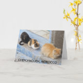 Carte Chats, Chefchaouen, Maroc (Fleur jaune)