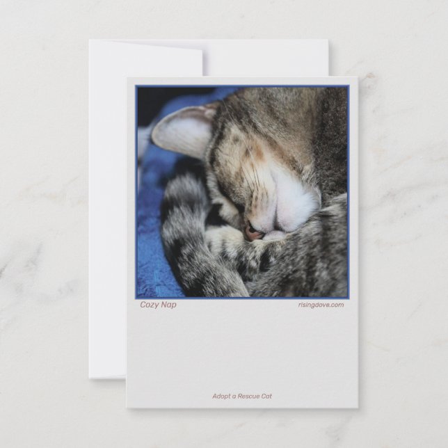 Carte Chats confortables (Devant)