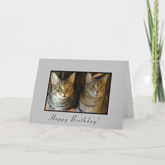 Carte Chats d'anniversaire branchés (Devant)