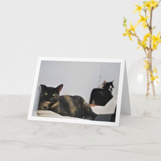Carte Chats Relaxants (Fleur jaune)