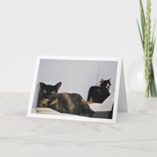 Carte Chats Relaxants (Devant)