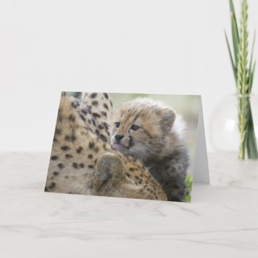 Carte Cheetah Cub avec maman (Devant)