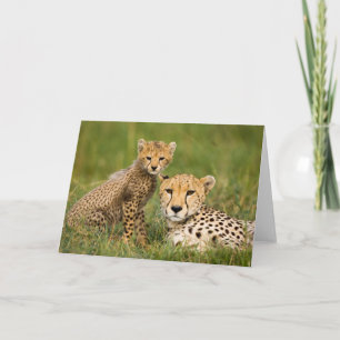 Carte Cheetah Cub et ses parents dans l'herbe