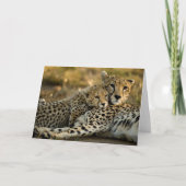 Carte Cheetah Cub Snuggling (Devant)