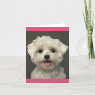 Carte Cher Chien Chien Blanc Maltais