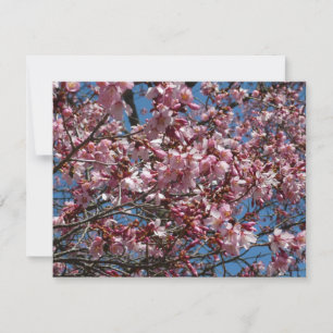 Carte Cherry Blossoms et Blue Sky Spring Floral