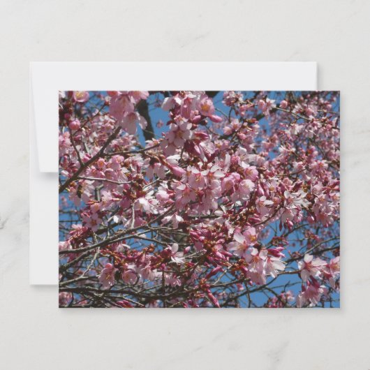 Carte Cherry Blossoms et Blue Sky Spring Floral (Devant)