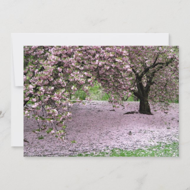 Carte Cherry Trees Blossoms Printemps à Central Park (Devant)