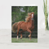 Carte Chestnut Welsh Pony Mane et Flux de queue (Devant)