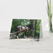 Carte Cheval Amish Attendant Patiemment (Devant)
