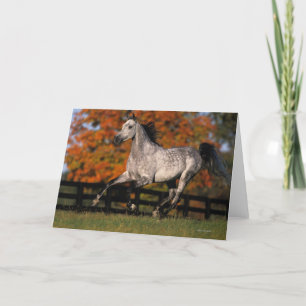 Carte Cheval arabe : Automne 1