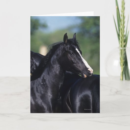 Carte Cheval Arabe qui s'écroule (Devant)