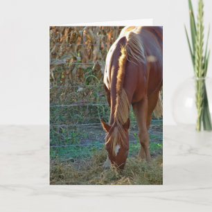 Carte Cheval au coucher du soleil
