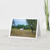 Carte Cheval Blanc dans Champ (Devant)