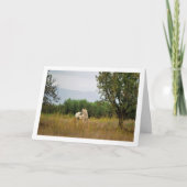 Carte Cheval Blanc dans le Champ (Devant)