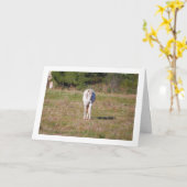 Carte Cheval Blanc dans le Champ (Fleur jaune)