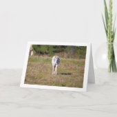 Carte Cheval blanc dans le champ (Devant)