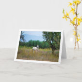 Carte Cheval blanc dans le champ (Fleur jaune)