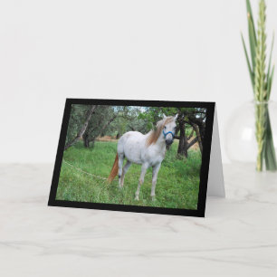 Carte Cheval blanc dans un champ d'herbe