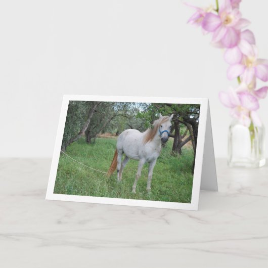 Carte Cheval blanc dans un champ d'herbe (Orchidée)