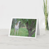 Carte Cheval blanc dans un champ d'herbe (Devant)