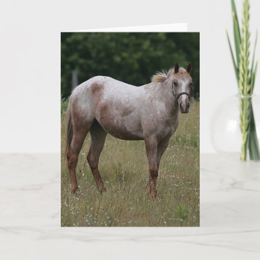 Carte Cheval d'Appaloosa se tenant dans l'herbe (Devant)