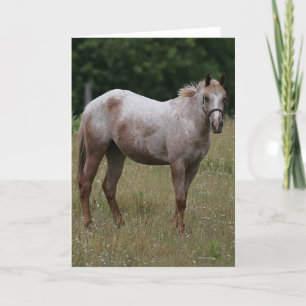 Carte Cheval d'Appaloosa se tenant dans l'herbe