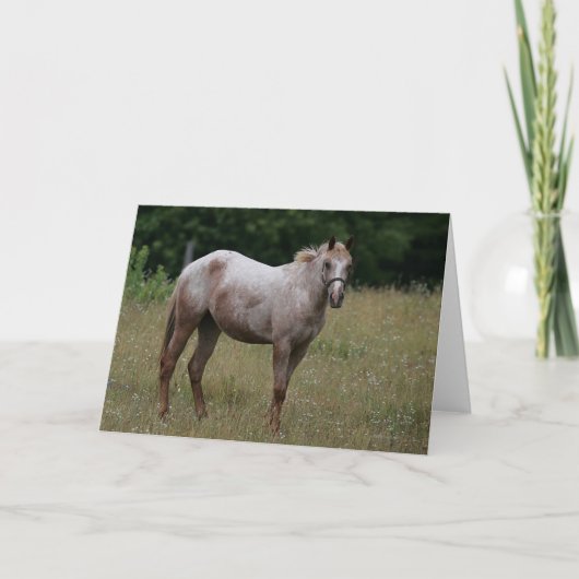 Carte Cheval d'Appaloosa se tenant dans l'herbe (Devant)