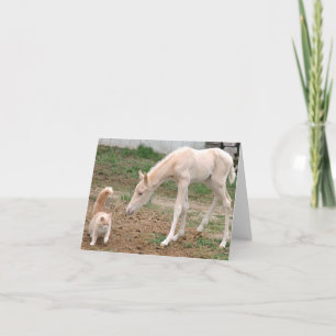 Carte Cheval de bébé de palomino avec le chat de grange