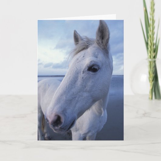 Carte Cheval de Camargue (Devant)