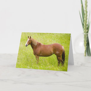 Carte Cheval en champ de printemps